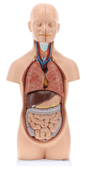 Axis Scientific 12-Part Unisex Mini Torso