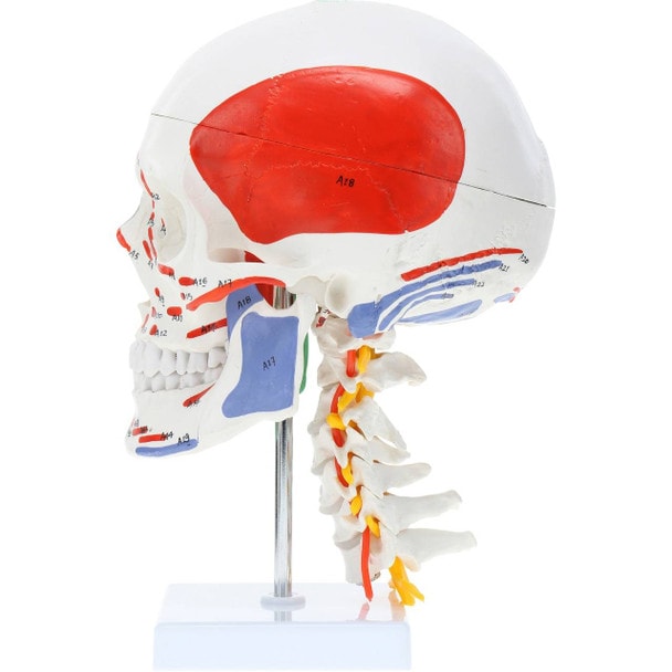 Axis Scientific Life-Size Half-Didactic Half-Muscle Painted Skull with Cervical Spine and Spinal Nerves Anatomy Model