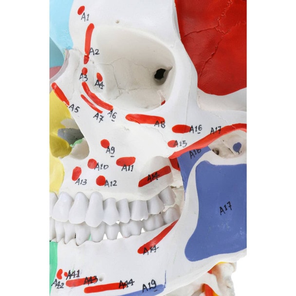 Axis Scientific Life-Size Half-Didactic Half-Muscle Painted Skull with Cervical Spine and Spinal Nerves Anatomy Model