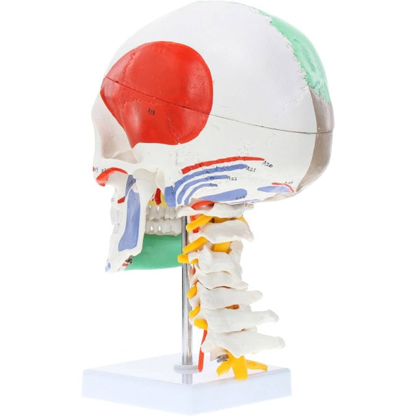 Axis Scientific Life-Size Half-Didactic Half-Muscle Painted Skull with Cervical Spine and Spinal Nerves Anatomy Model
