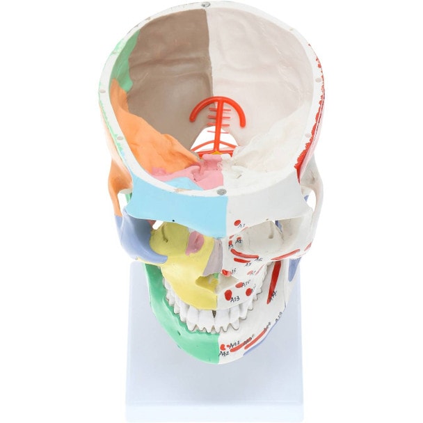 Axis Scientific Life-Size Half-Didactic Half-Muscle Painted Skull with Cervical Spine and Spinal Nerves Anatomy Model