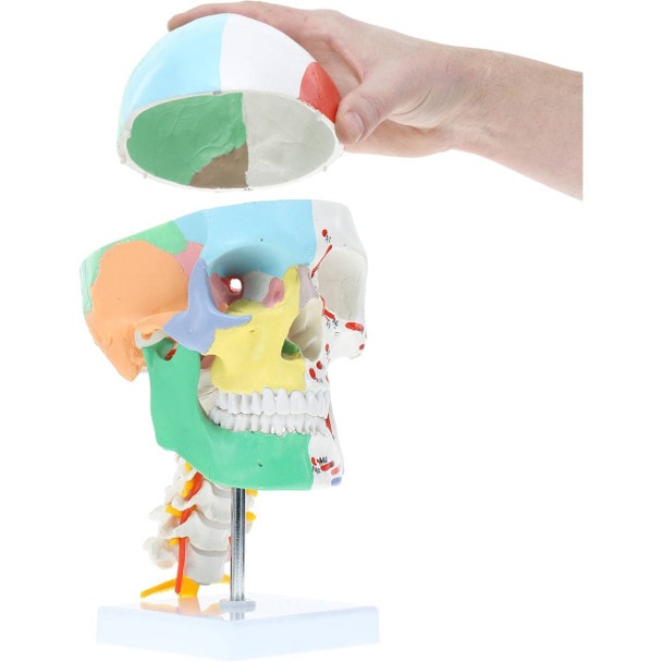 Axis Scientific Life-Size Half-Didactic Half-Muscle Painted Skull with Cervical Spine and Spinal Nerves Anatomy Model