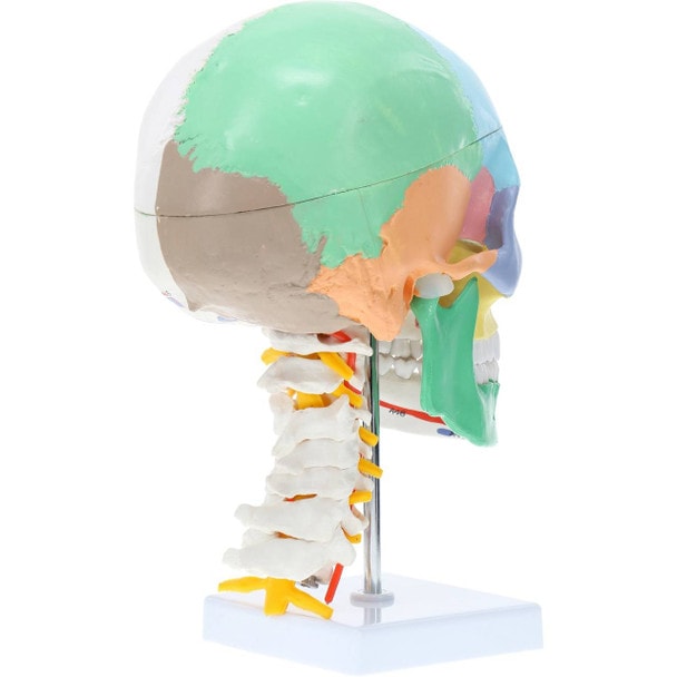 Axis Scientific Life-Size Half-Didactic Half-Muscle Painted Skull with Cervical Spine and Spinal Nerves Anatomy Model