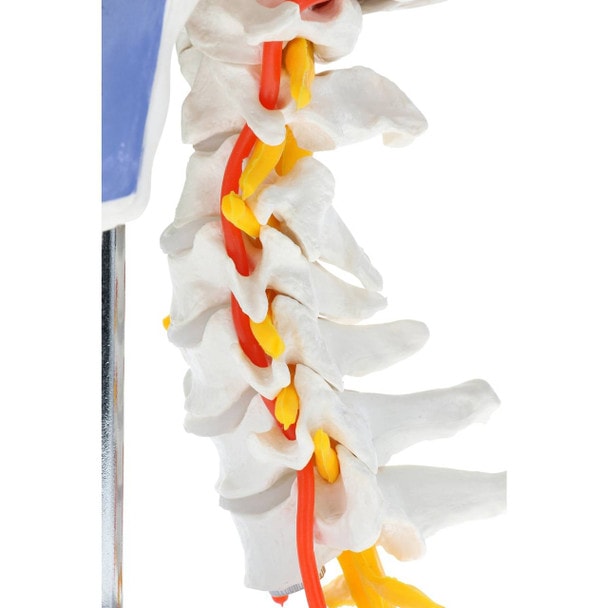 Axis Scientific Life-Size Half-Didactic Half-Muscle Painted Skull with Cervical Spine and Spinal Nerves Anatomy Model