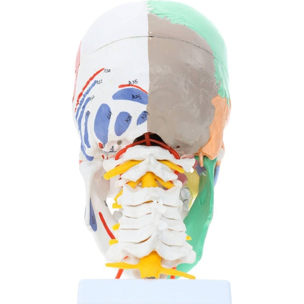 Axis Scientific Life-Size Half-Didactic Half-Muscle Painted Skull with Cervical Spine and Spinal Nerves Anatomy Model