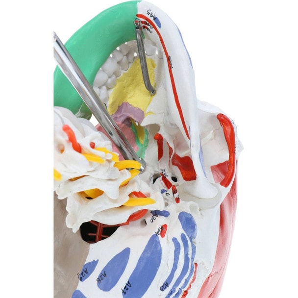 Axis Scientific Life-Size Half-Didactic Half-Muscle Painted Skull with Cervical Spine and Spinal Nerves Anatomy Model