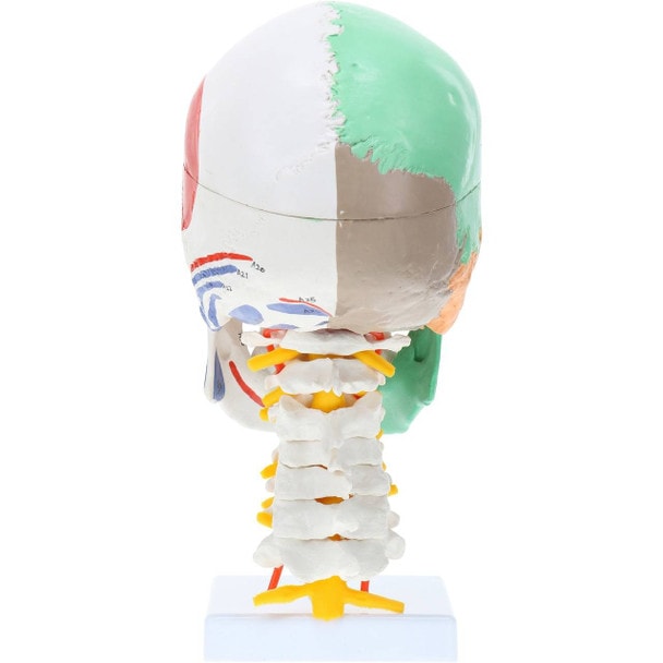 Axis Scientific Life-Size Half-Didactic Half-Muscle Painted Skull with Cervical Spine and Spinal Nerves Anatomy Model