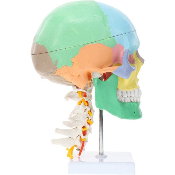 Axis Scientific Life-Size Half-Didactic Half-Muscle Painted Skull with Cervical Spine and Spinal Nerves Anatomy Model