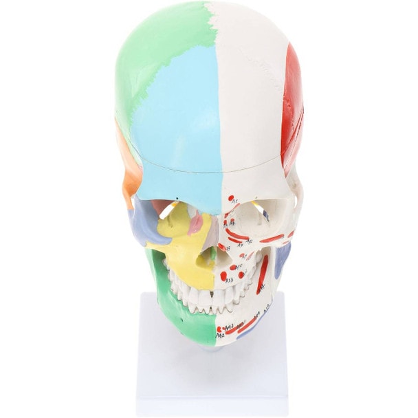 Axis Scientific Life-Size Half-Didactic Half-Muscle Painted Skull with Cervical Spine and Spinal Nerves Anatomy Model