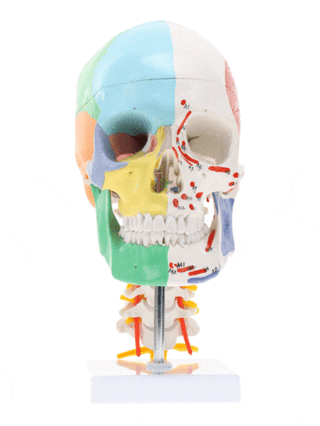 Axis Scientific Life-Size Half-Didactic Half-Muscle Painted Skull with Cervical Spine and Spinal Nerves Anatomy Model