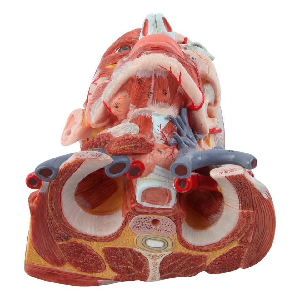Axis Scientific Head and Neck Muscle Model | Anatomy Warehouse