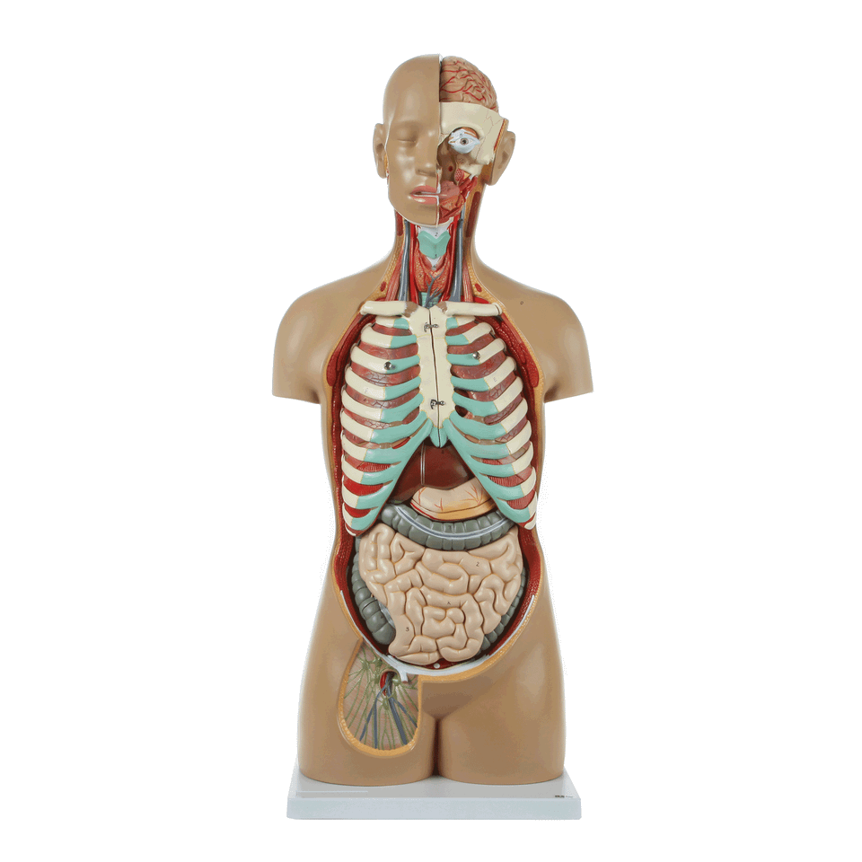 Axis Scientific 18-Part Premium Unisex Life-Size Torso | Anatomy Warehouse