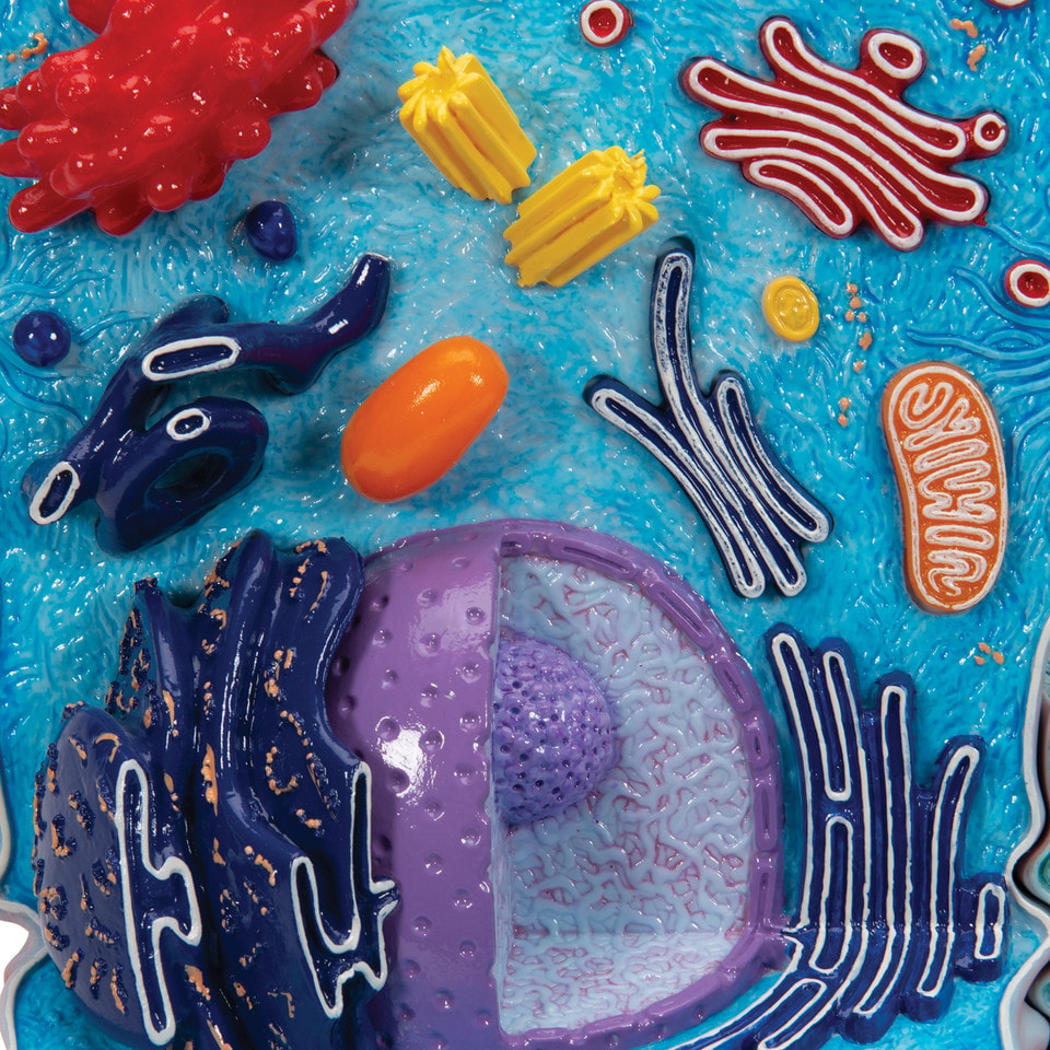 Cell Structure Modeling 3B Scientific Animal Cell Structure Model | Anatomy Warehouse