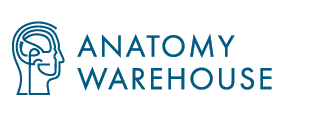 Anatomy Warehouse