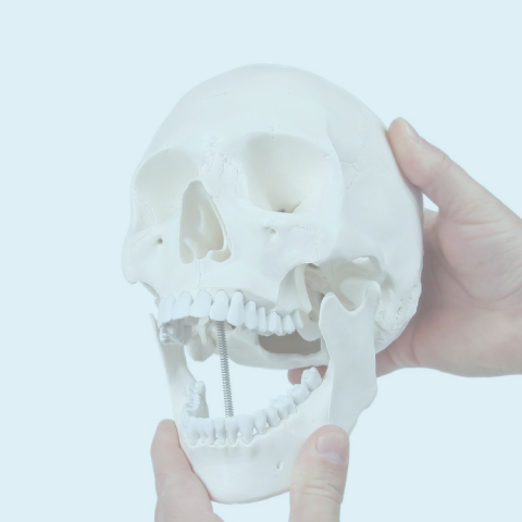 Anatomical Models