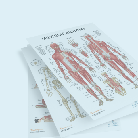 Anatomy Charts