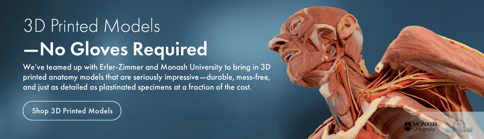 We’ve teamed up with Erler-Zimmer and Monash University to bring in 3D printed anatomy models that are durable, mess-free, and just as detailed as plastinated specimens at a fraction of the cost.