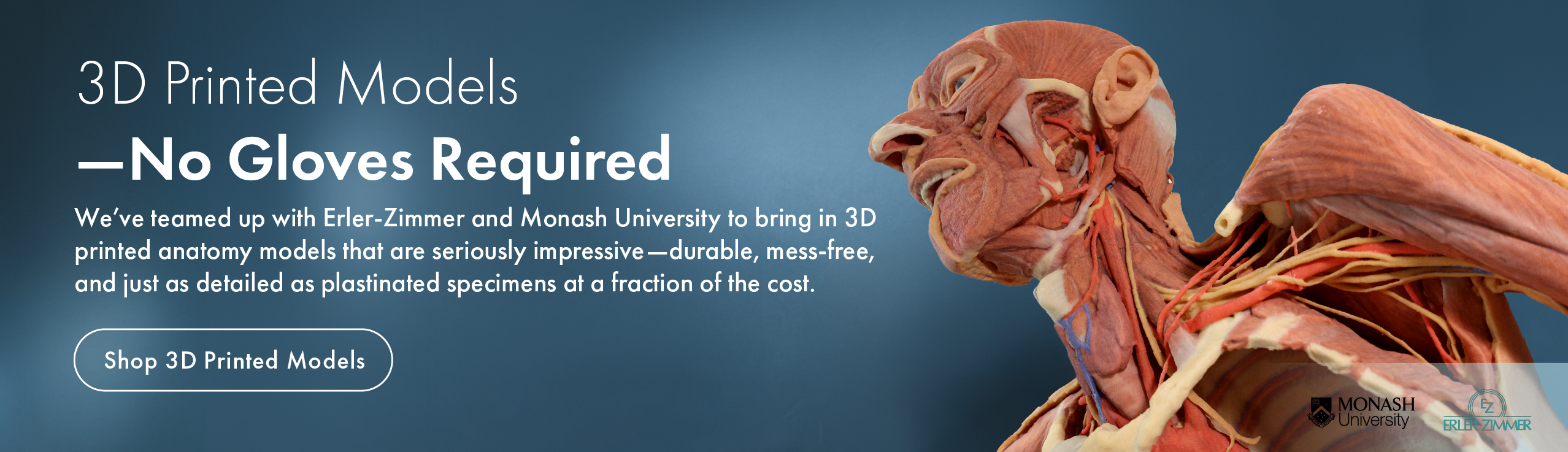 We’ve teamed up with Erler-Zimmer and Monash University to bring in 3D printed anatomy models that are durable, mess-free, and just as detailed as plastinated specimens at a fraction of the cost.