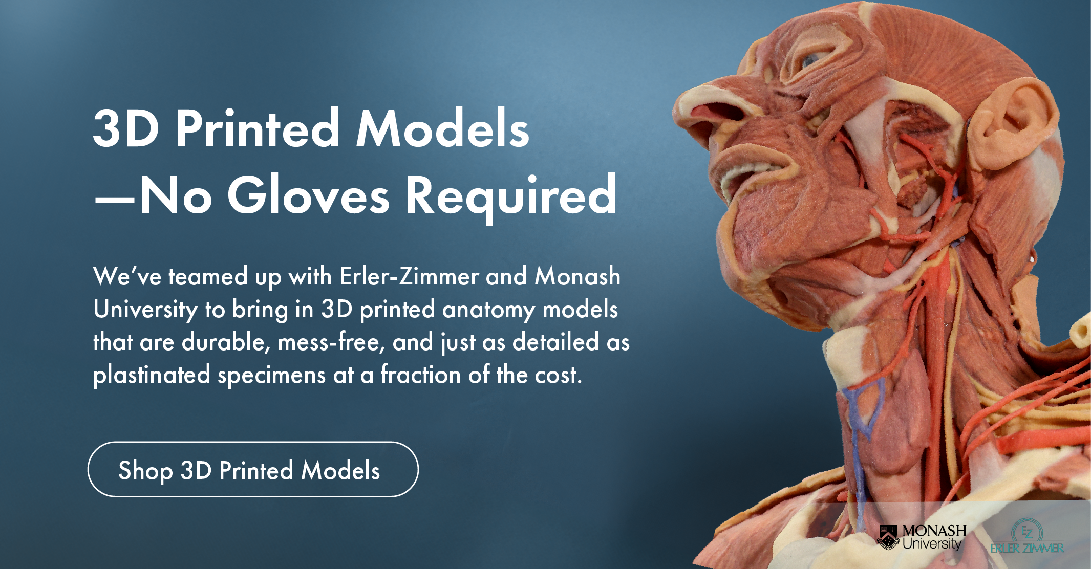 We’ve teamed up with Erler-Zimmer and Monash University to bring in 3D printed anatomy models that are durable, mess-free, and just as detailed as plastinated specimens at a fraction of the cost.