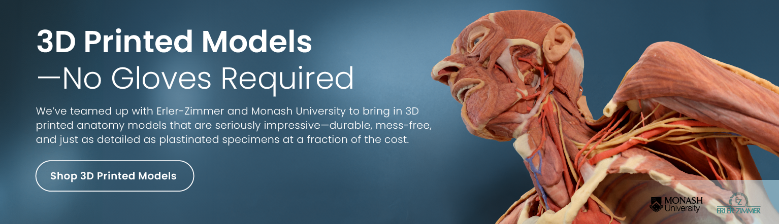 We’ve teamed up with Erler-Zimmer and Monash University to bring in 3D printed anatomy models that are durable, mess-free, and just as detailed as plastinated specimens at a fraction of the cost.