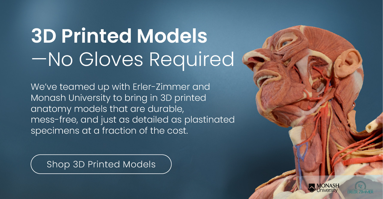 We’ve teamed up with Erler-Zimmer and Monash University to bring in 3D printed anatomy models that are durable, mess-free, and just as detailed as plastinated specimens at a fraction of the cost.